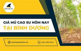 Giá Mủ Cao Su Ngày Hôm Nay