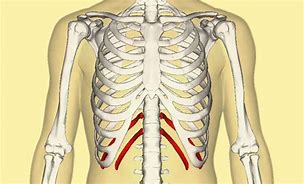 Xương Sườn Người Phụ Nữ